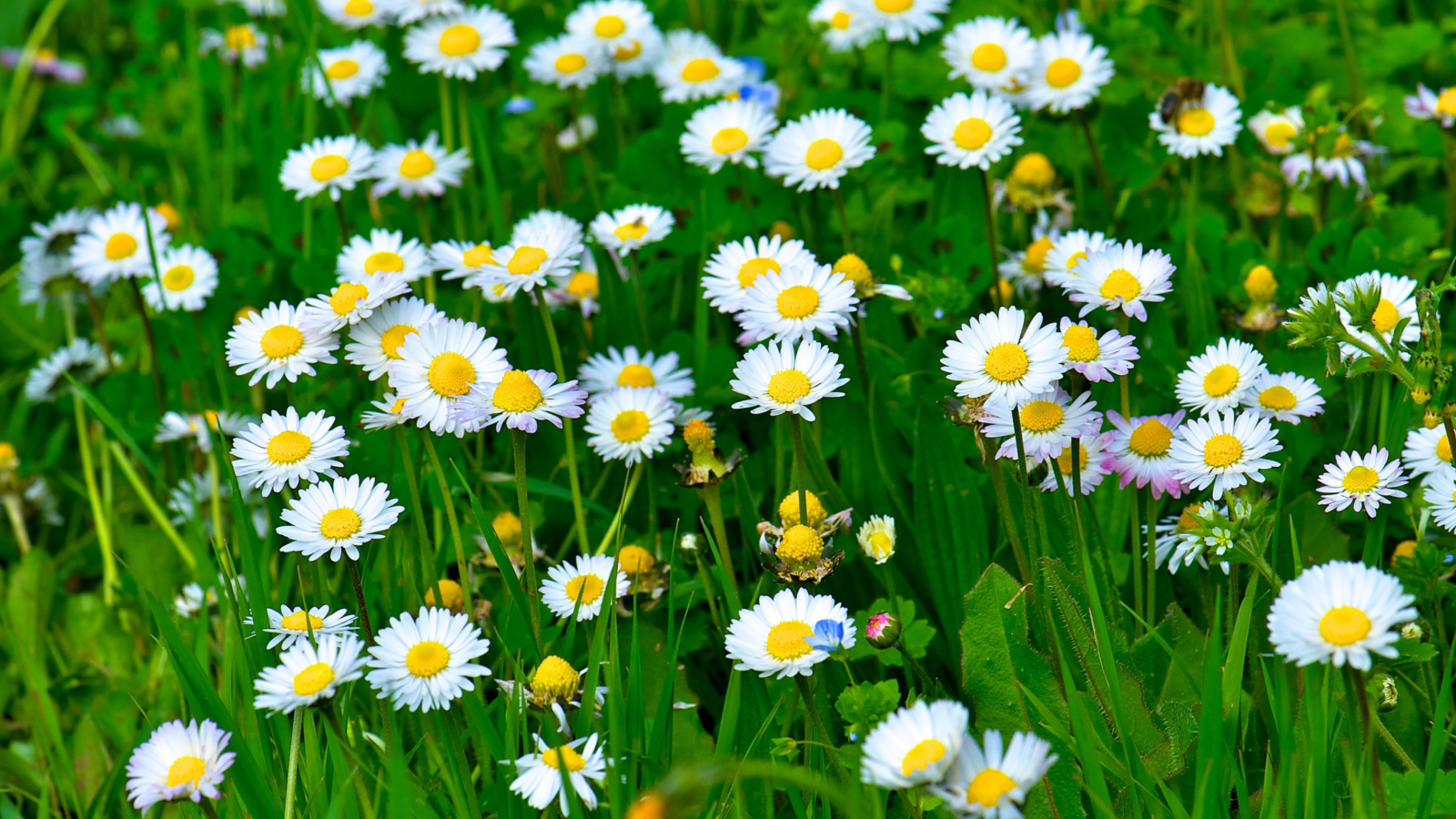 Screenshot №1 pro téma Daisies Meadow 1600x900