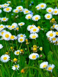 Screenshot №1 pro téma Daisies Meadow 240x320