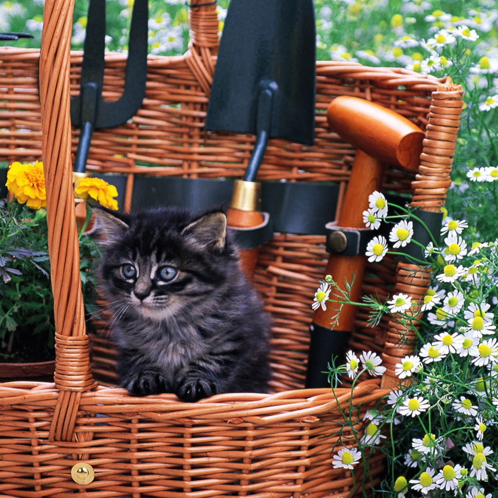 Cute Black Kitten In Garden wallpaper 1024x1024