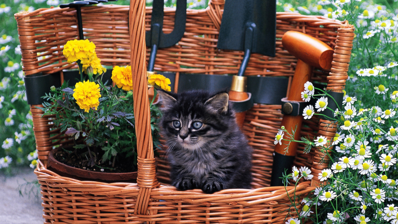 Cute Black Kitten In Garden screenshot #1 1366x768