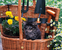 Screenshot №1 pro téma Cute Black Kitten In Garden 220x176