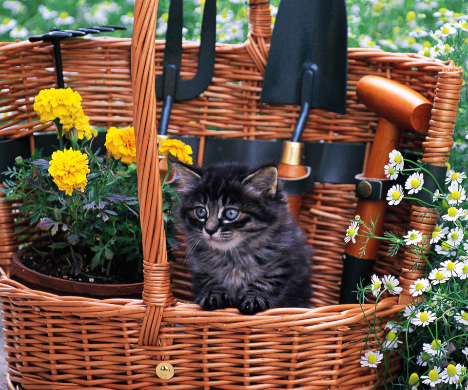 Обои Cute Black Kitten In Garden 960x800