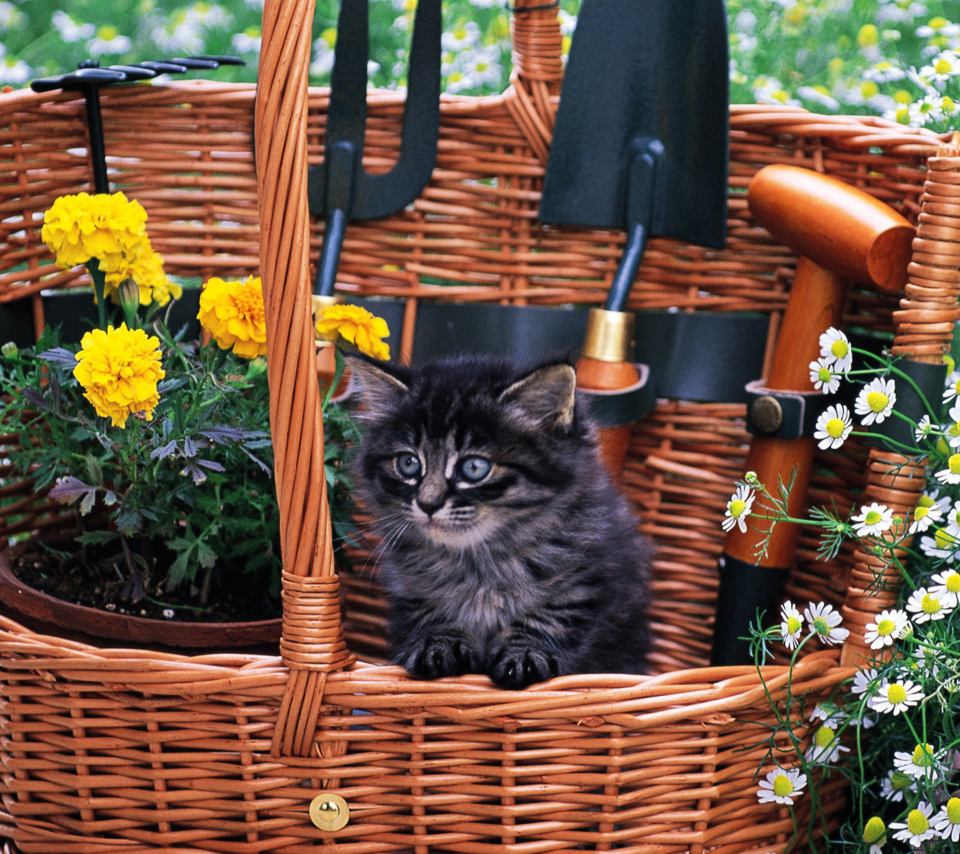 Обои Cute Black Kitten In Garden 960x854