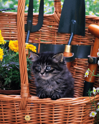 Cute Black Kitten In Garden - Obrázkek zdarma pro 768x1280