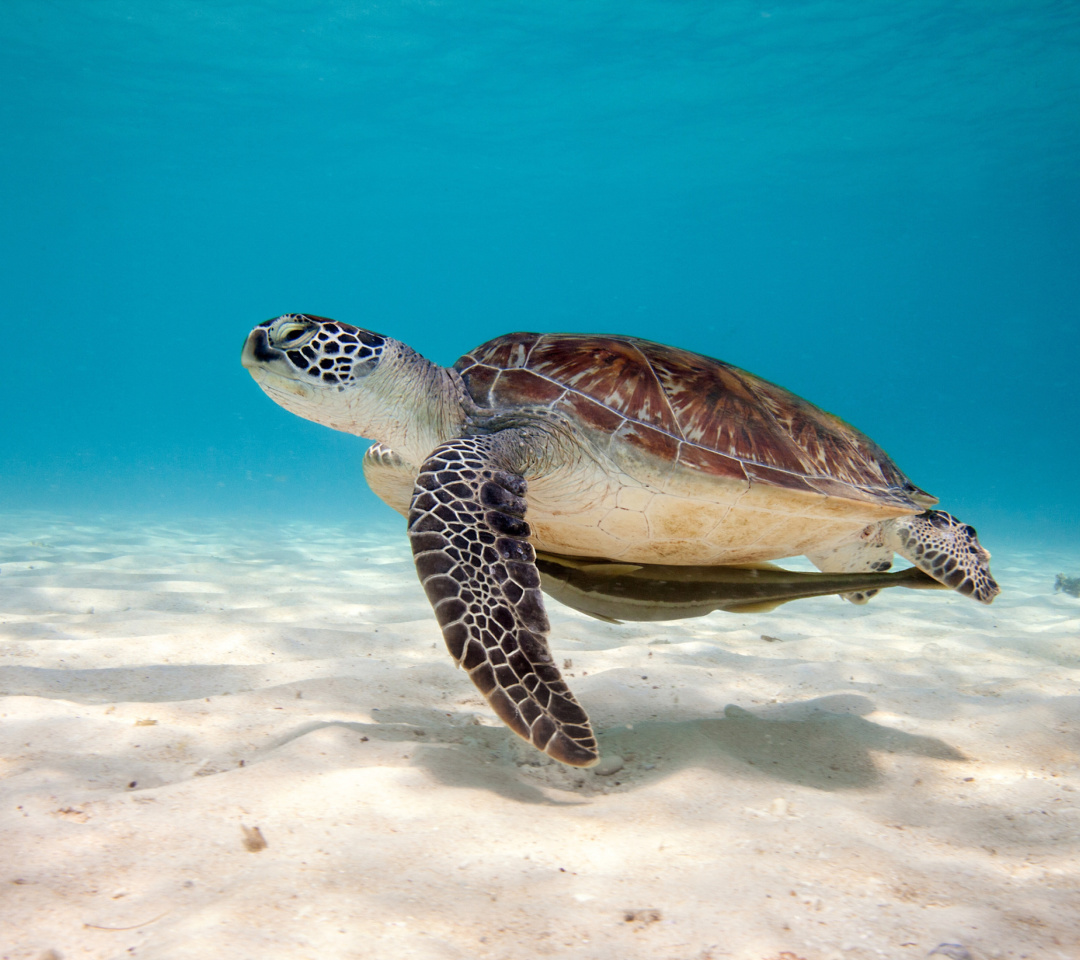 Das Sea Turtle Reptile Wallpaper 1080x960