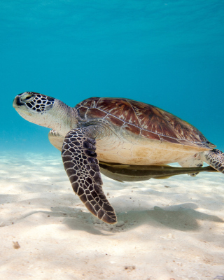 Sea Turtle Reptile - Obrázkek zdarma pro Nokia Asha 308