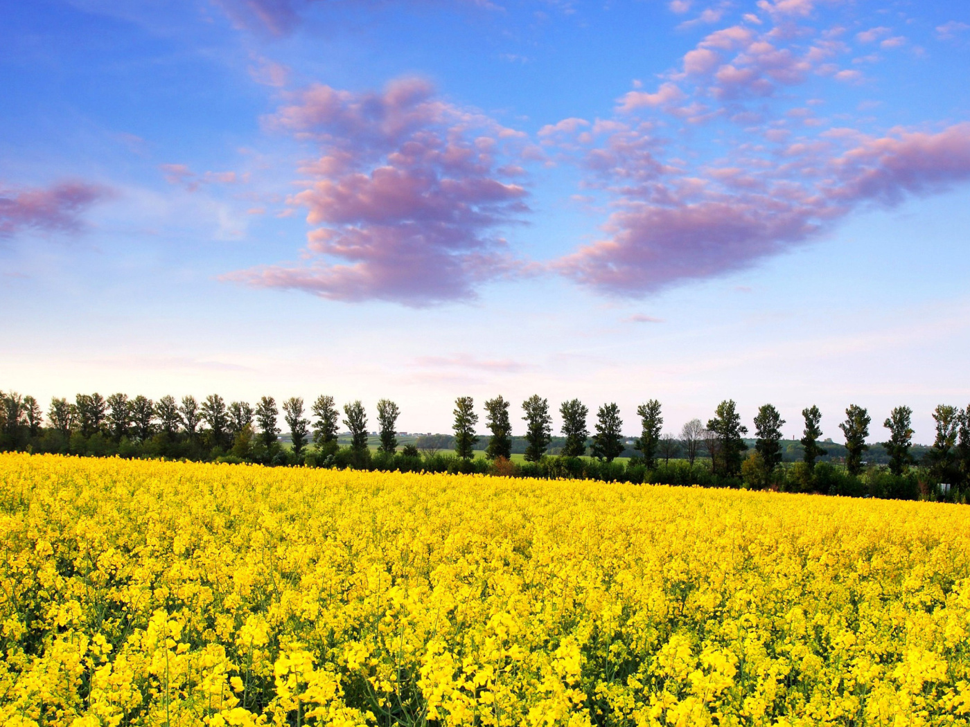 Das Summer Field with Rape Wallpaper 1400x1050