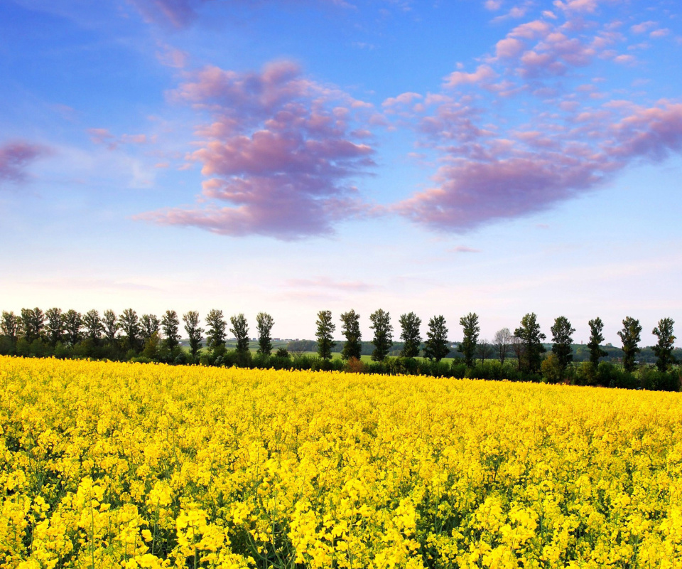 Summer Field with Rape screenshot #1 960x800