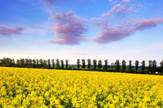 Summer Field with Rape Background for Android, iPhone and iPad