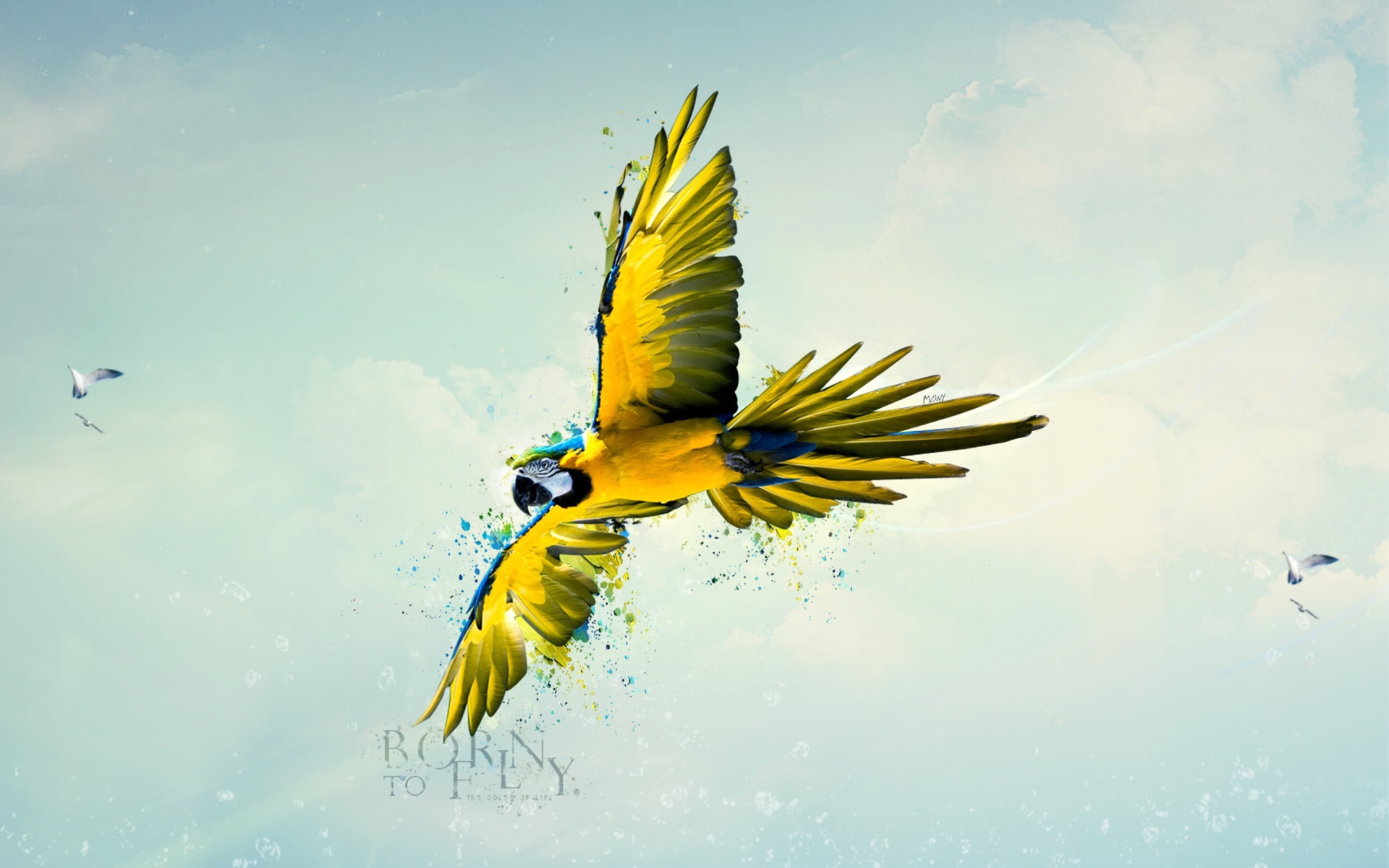 Das Born To Fly Wallpaper 1920x1200