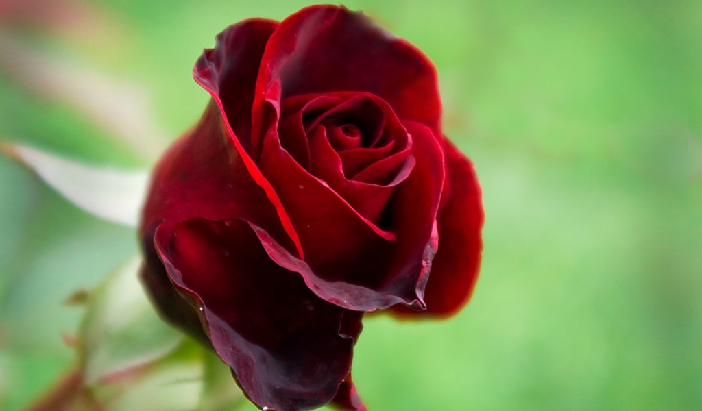 Red Rose wallpaper 1024x600