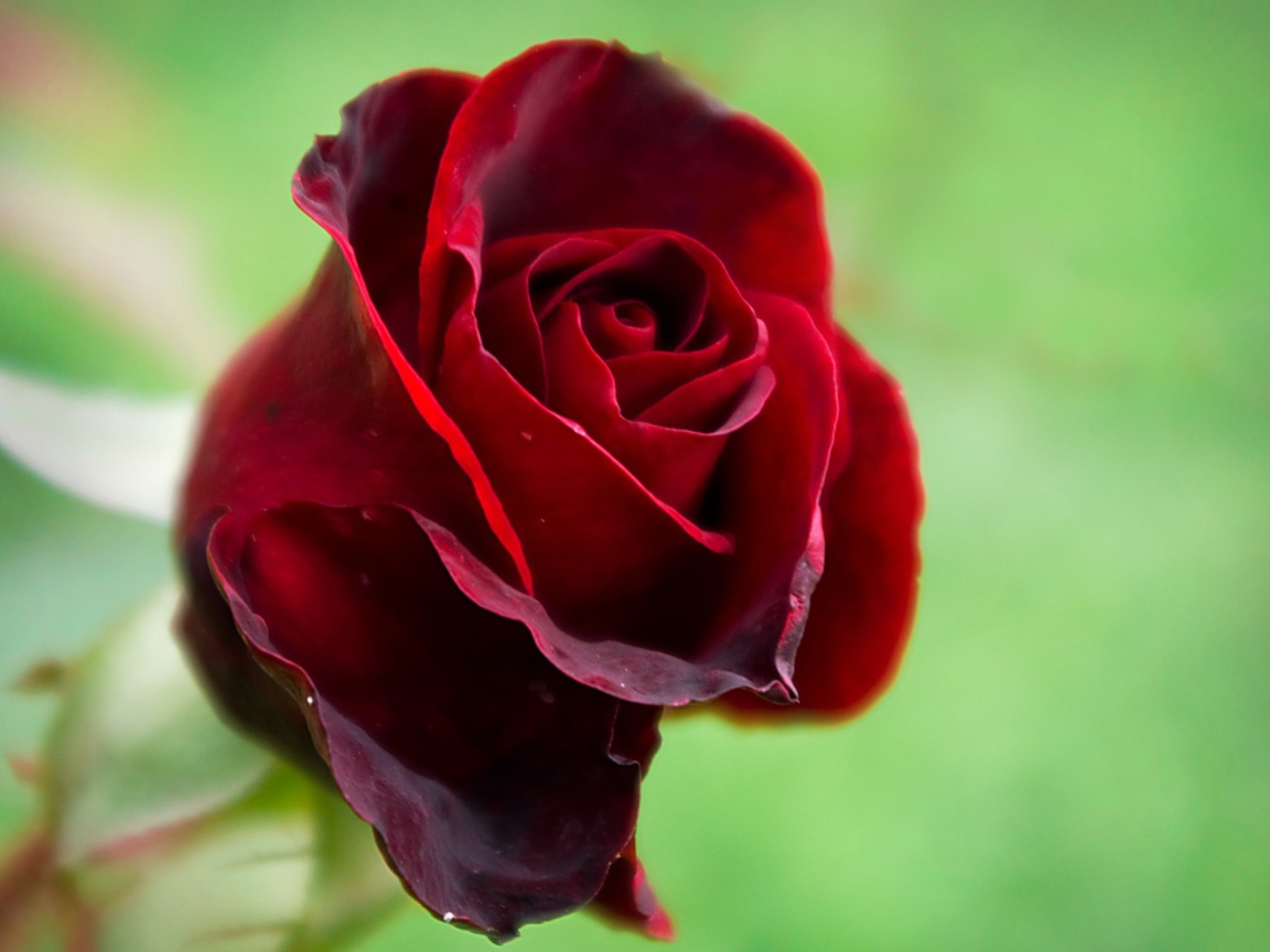 Sfondi Red Rose 1152x864