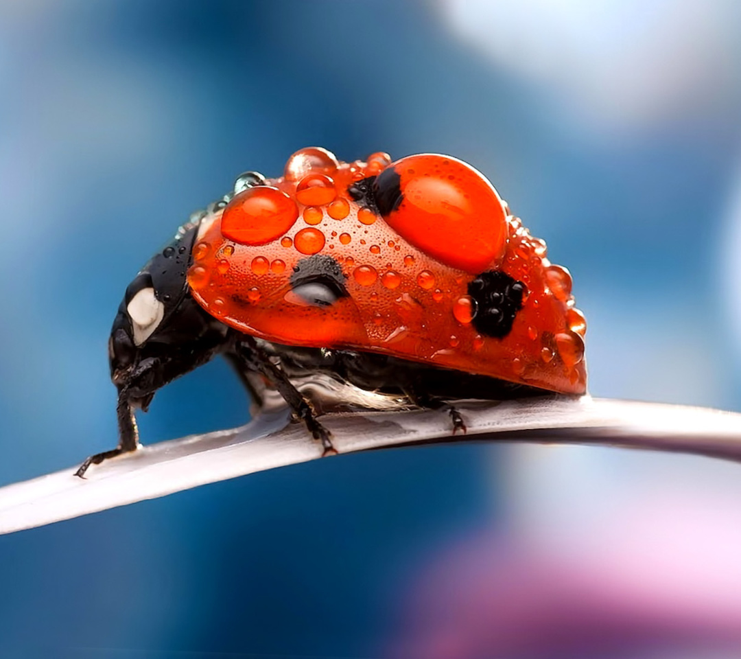 Das Maro Ladybug and Dews Wallpaper 1080x960