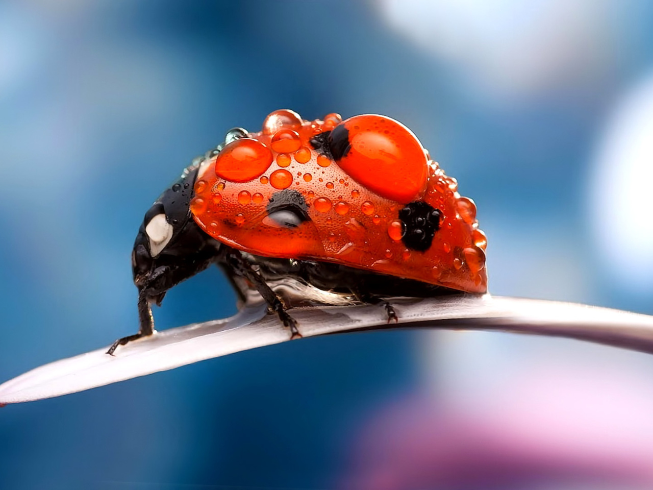 Das Maro Ladybug and Dews Wallpaper 1280x960
