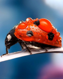 Maro Ladybug and Dews screenshot #1 128x160