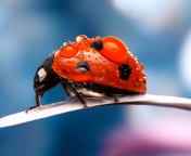 Maro Ladybug and Dews screenshot #1 176x144