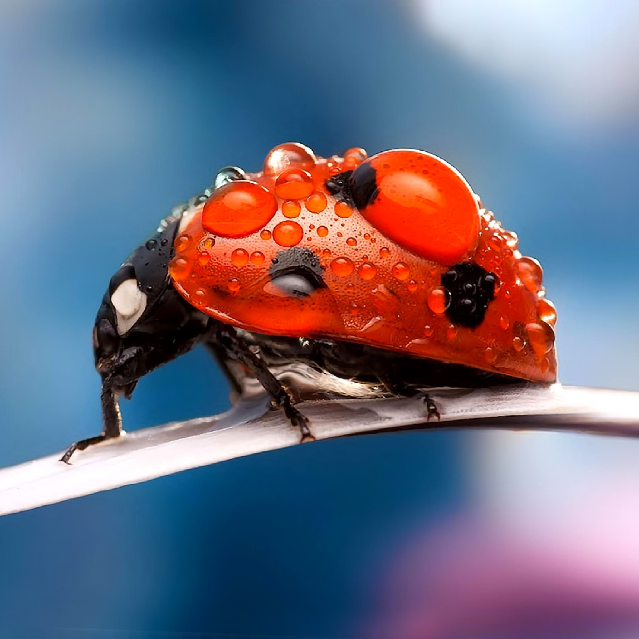 Das Maro Ladybug and Dews Wallpaper 2048x2048