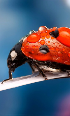 Maro Ladybug and Dews screenshot #1 240x400