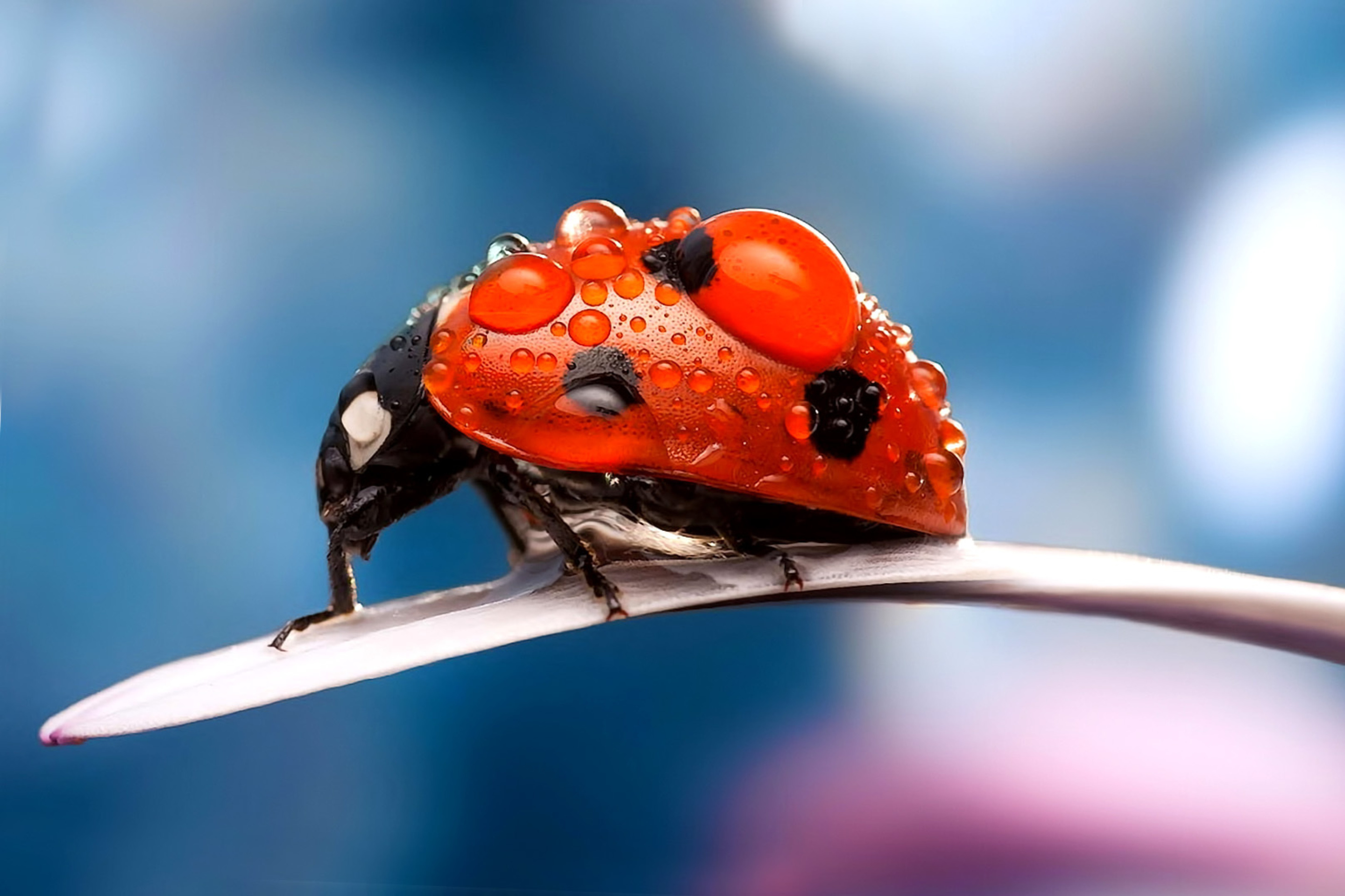 Maro Ladybug and Dews screenshot #1 2880x1920