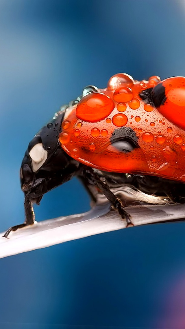 Sfondi Maro Ladybug and Dews 640x1136