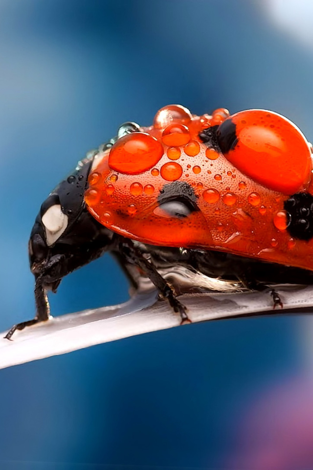 Das Maro Ladybug and Dews Wallpaper 640x960