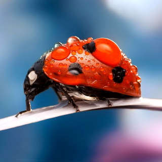 Maro Ladybug and Dews - Obrázkek zdarma pro 1024x1024