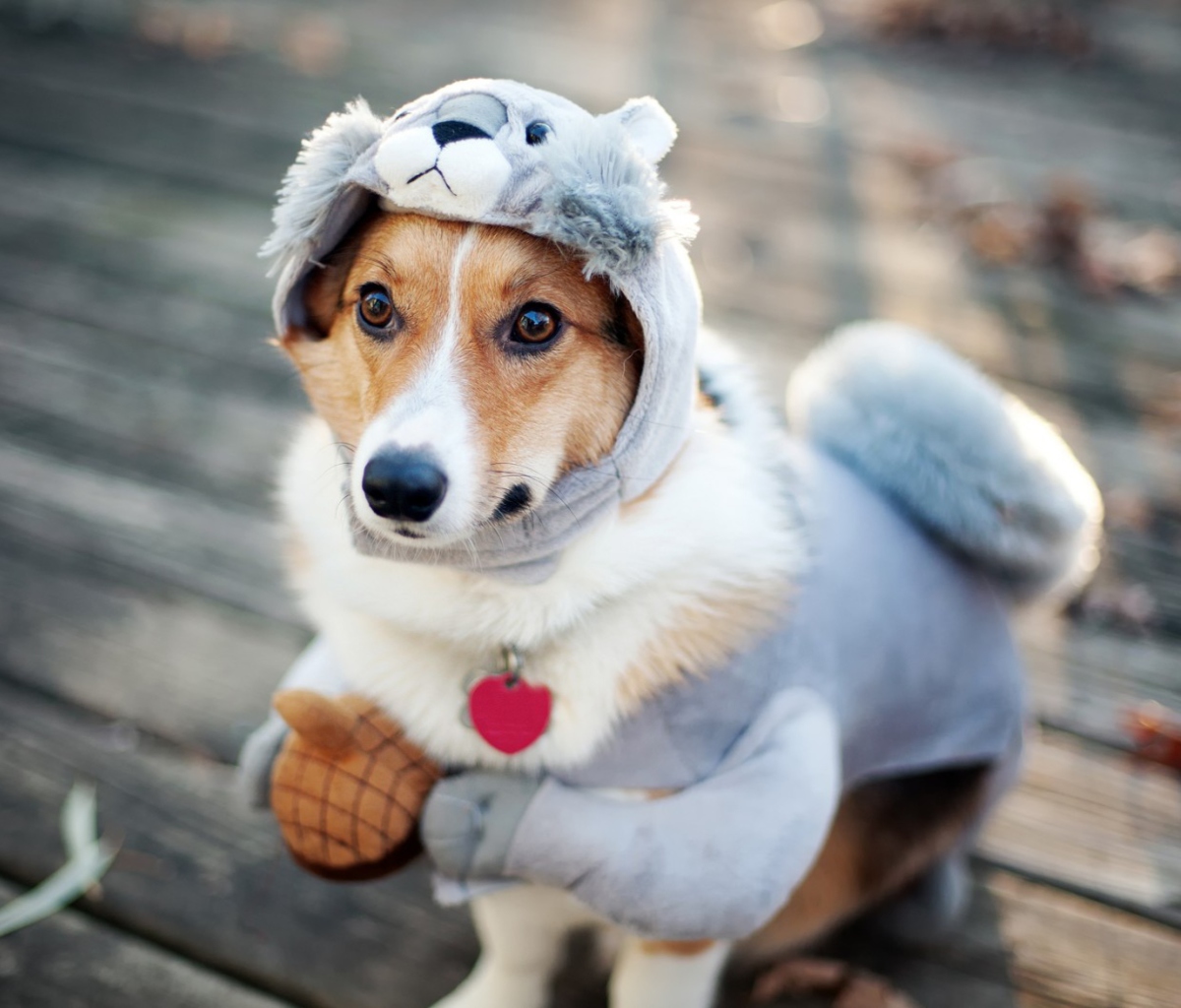 Dog In Funny Costume wallpaper 1200x1024