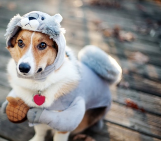 Dog In Funny Costume - Obrázkek zdarma pro 1024x1024