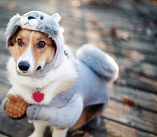 Dog In Funny Costume - Fondos de pantalla gratis para iPad 3