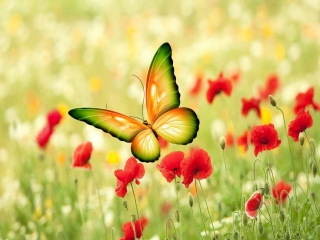 Fondo de pantalla Butterfly 320x240