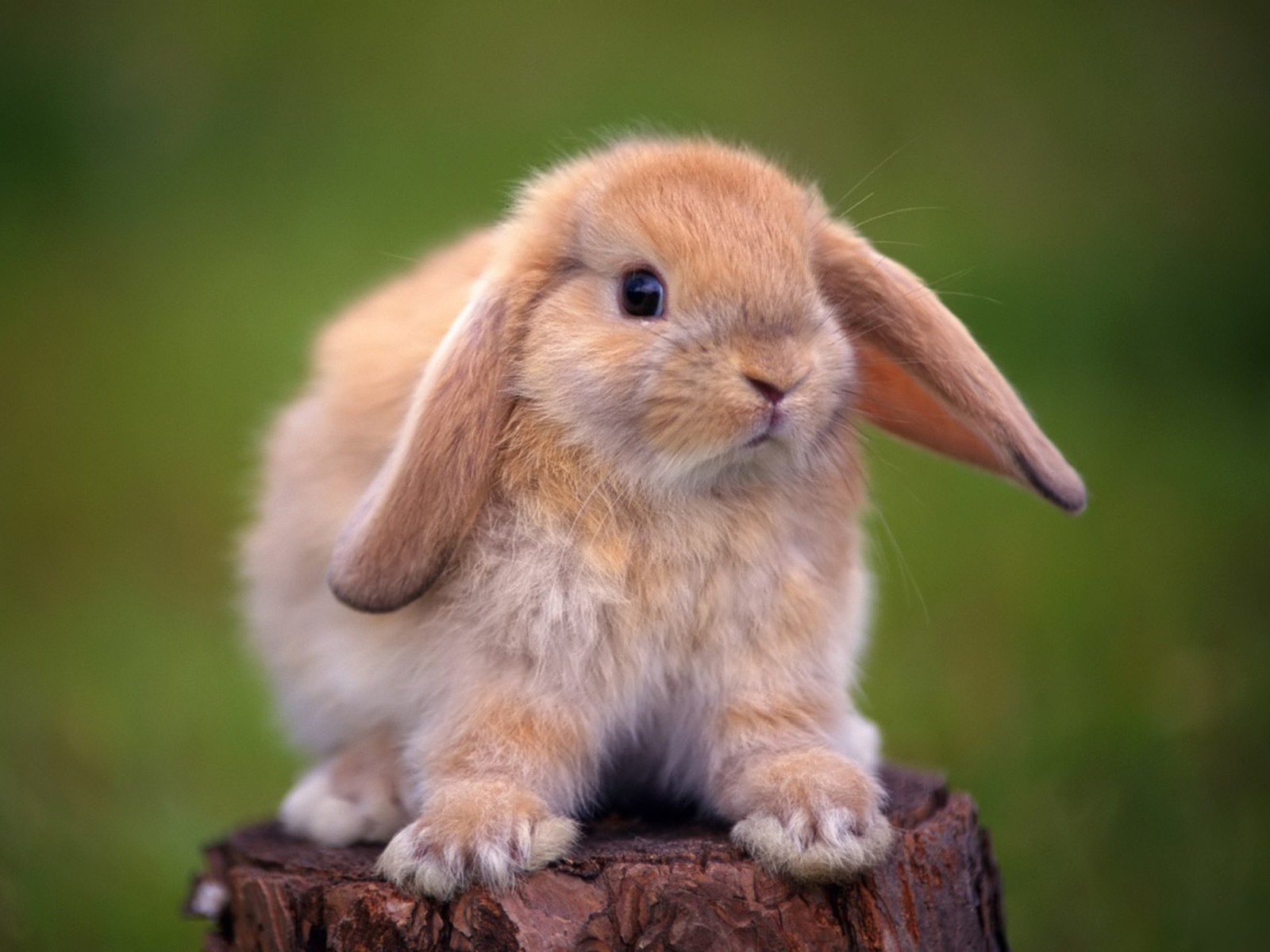 Sweet Bunny wallpaper 1600x1200