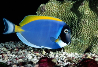 Powder Blue Tang Background for Android, iPhone and iPad