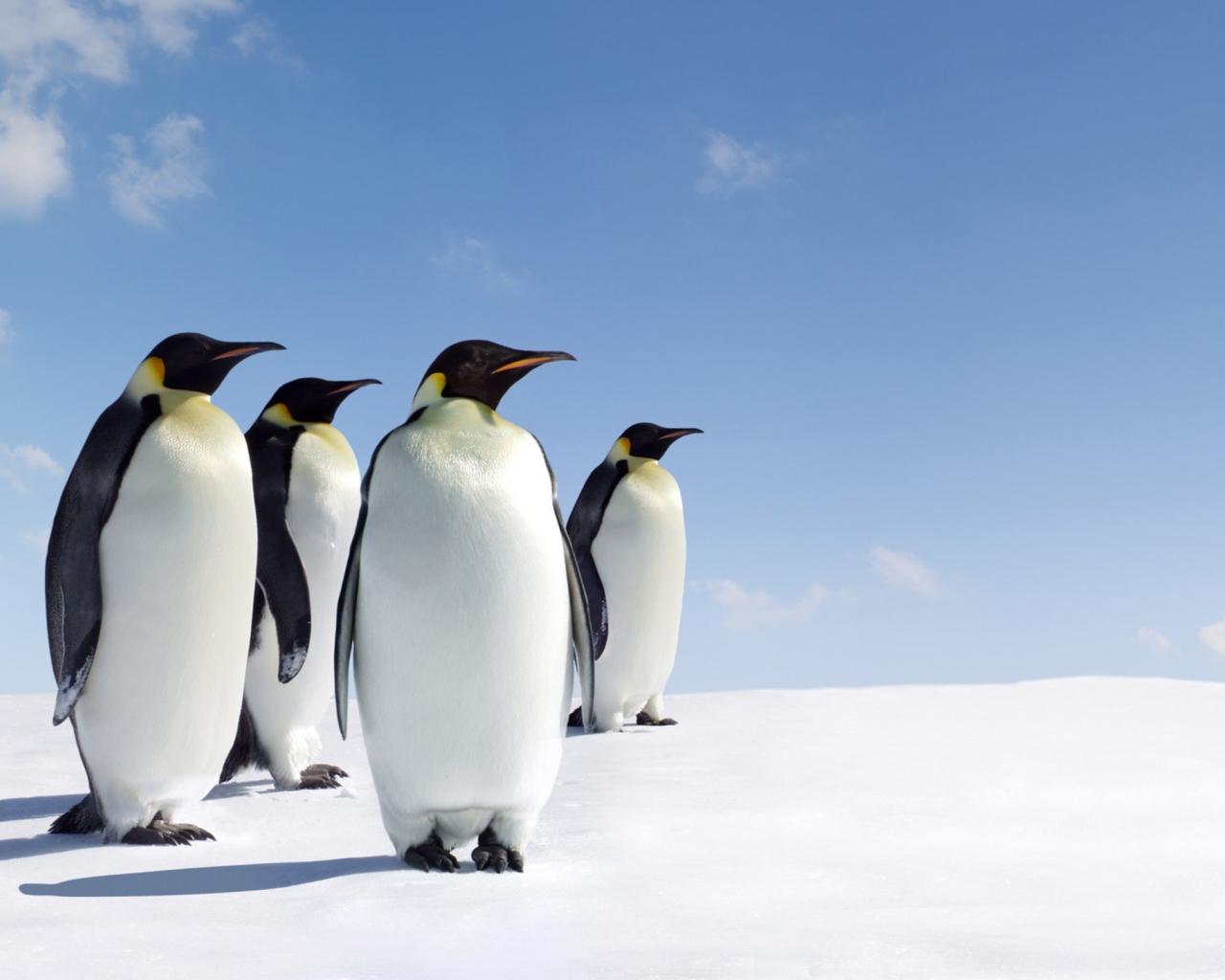 Screenshot №1 pro téma Antarctica Emperor Penguins 1280x1024