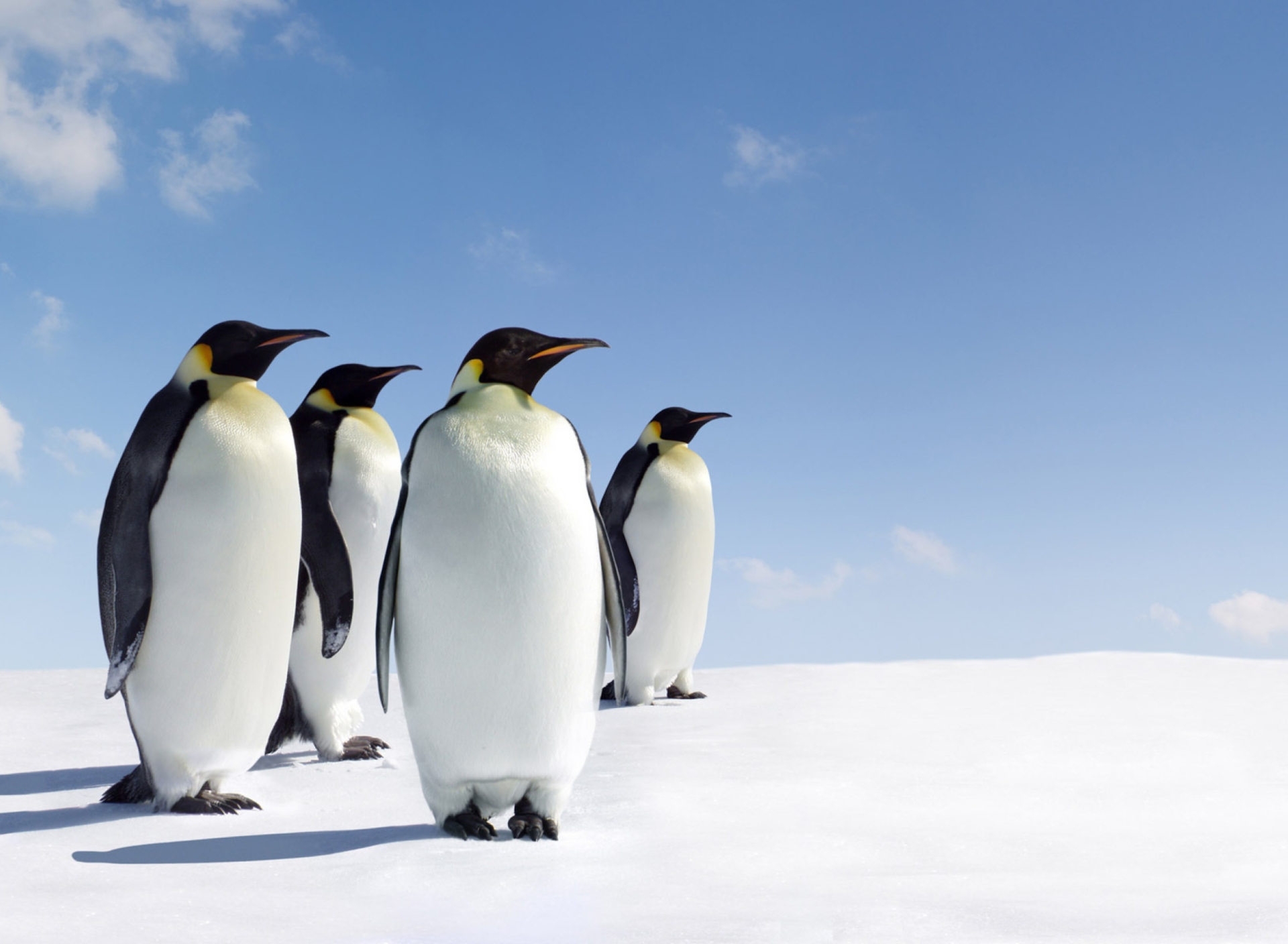 Screenshot №1 pro téma Antarctica Emperor Penguins 1920x1408