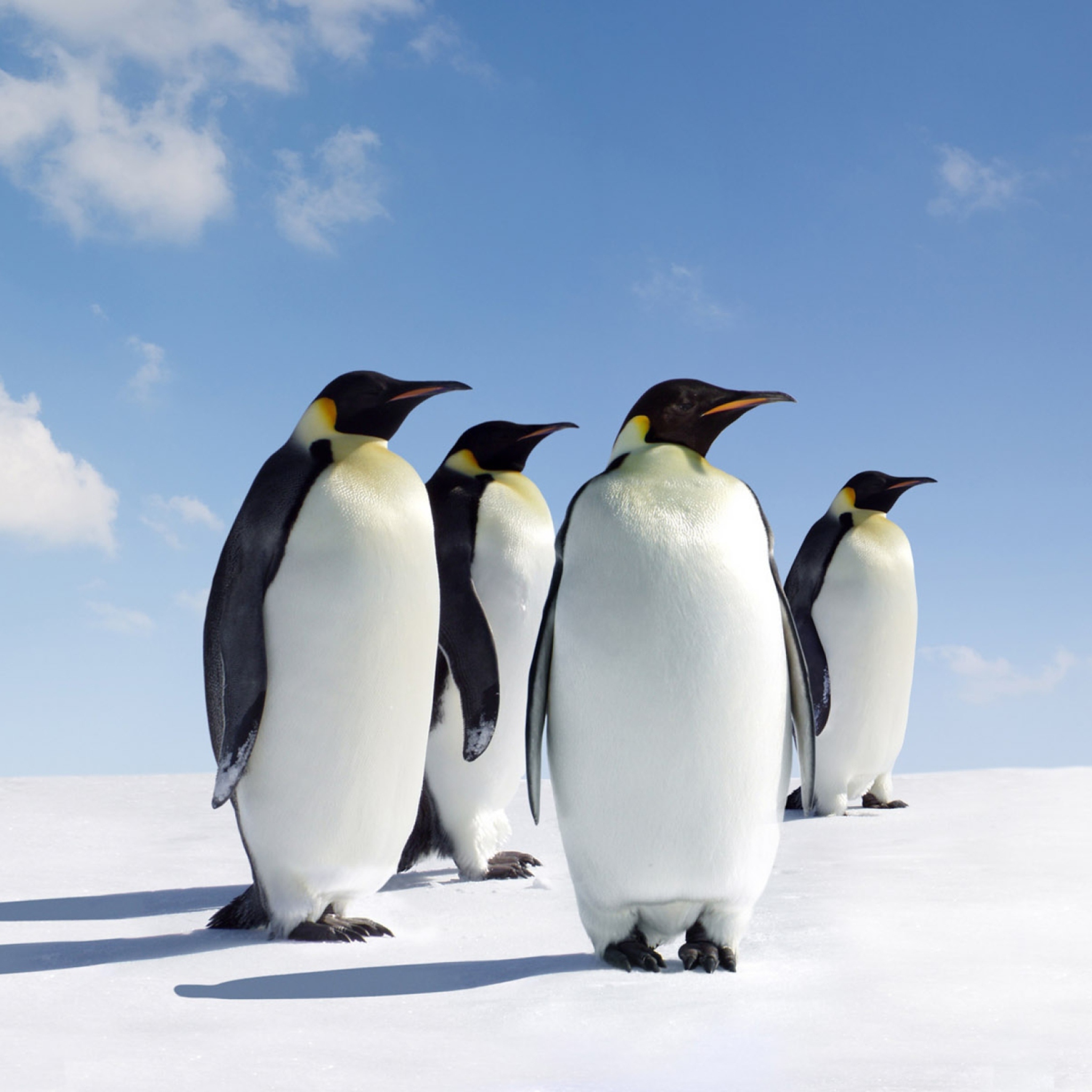 Das Antarctica Emperor Penguins Wallpaper 2048x2048