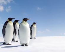 Sfondi Antarctica Emperor Penguins 220x176