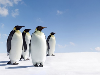 Screenshot №1 pro téma Antarctica Emperor Penguins 320x240