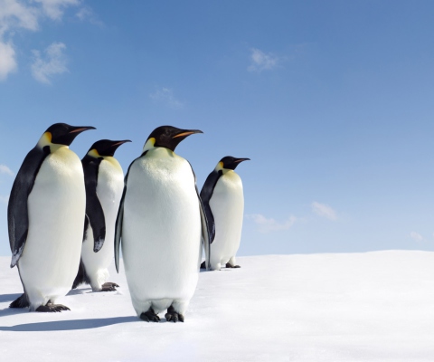 Screenshot №1 pro téma Antarctica Emperor Penguins 480x400