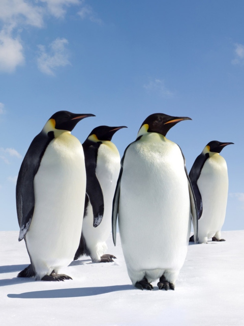 Antarctica Emperor Penguins wallpaper 480x640