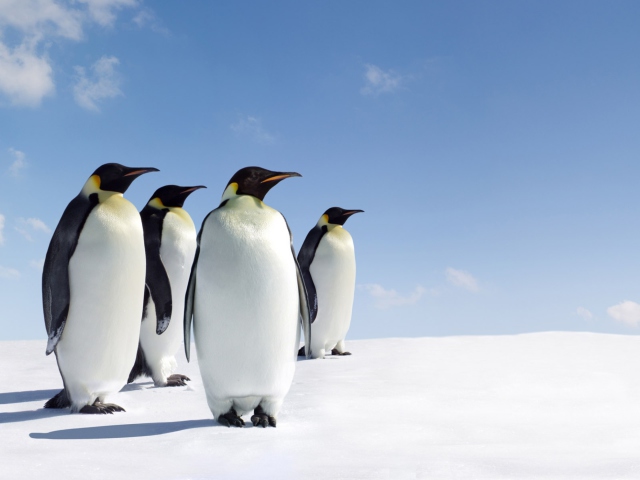 Antarctica Emperor Penguins wallpaper 640x480
