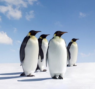 Antarctica Emperor Penguins - Obrázkek zdarma pro iPad mini