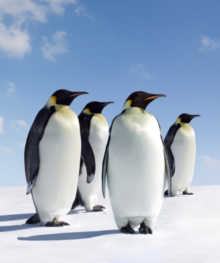 Antarctica Emperor Penguins - Obrázkek zdarma pro 176x220