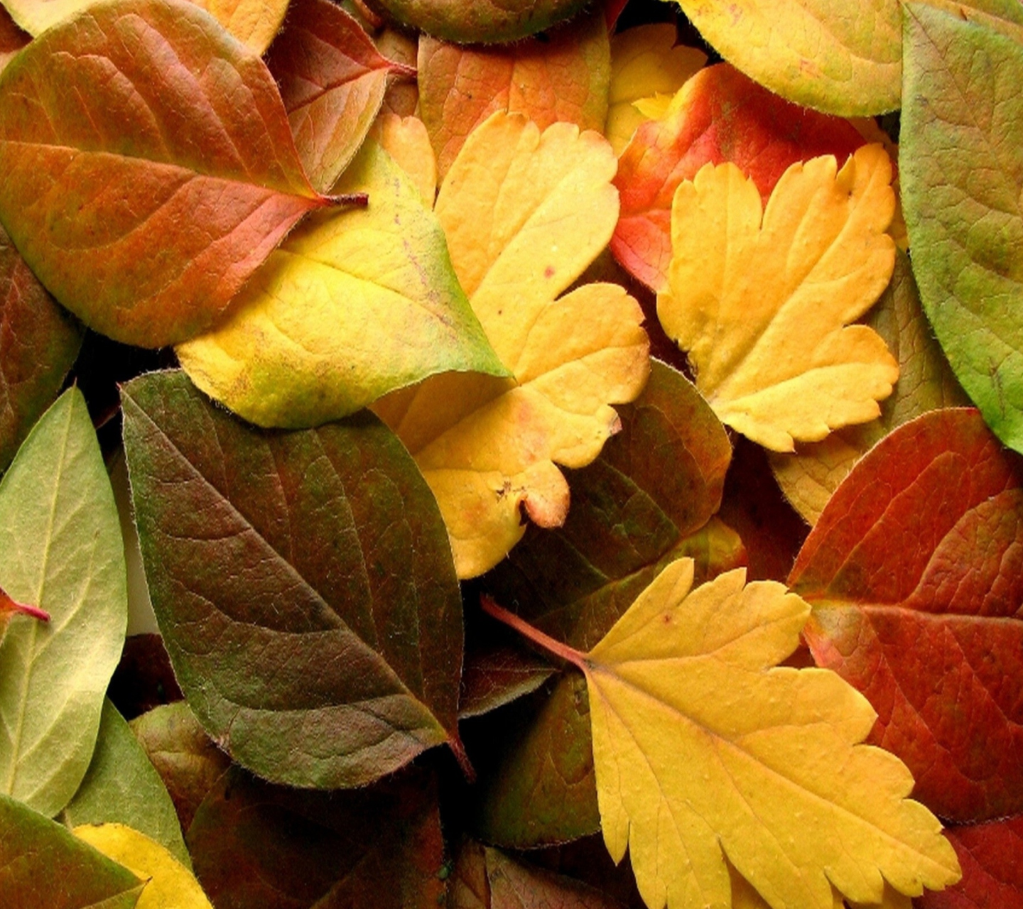 Das Dry Fall Leaves Wallpaper 1440x1280