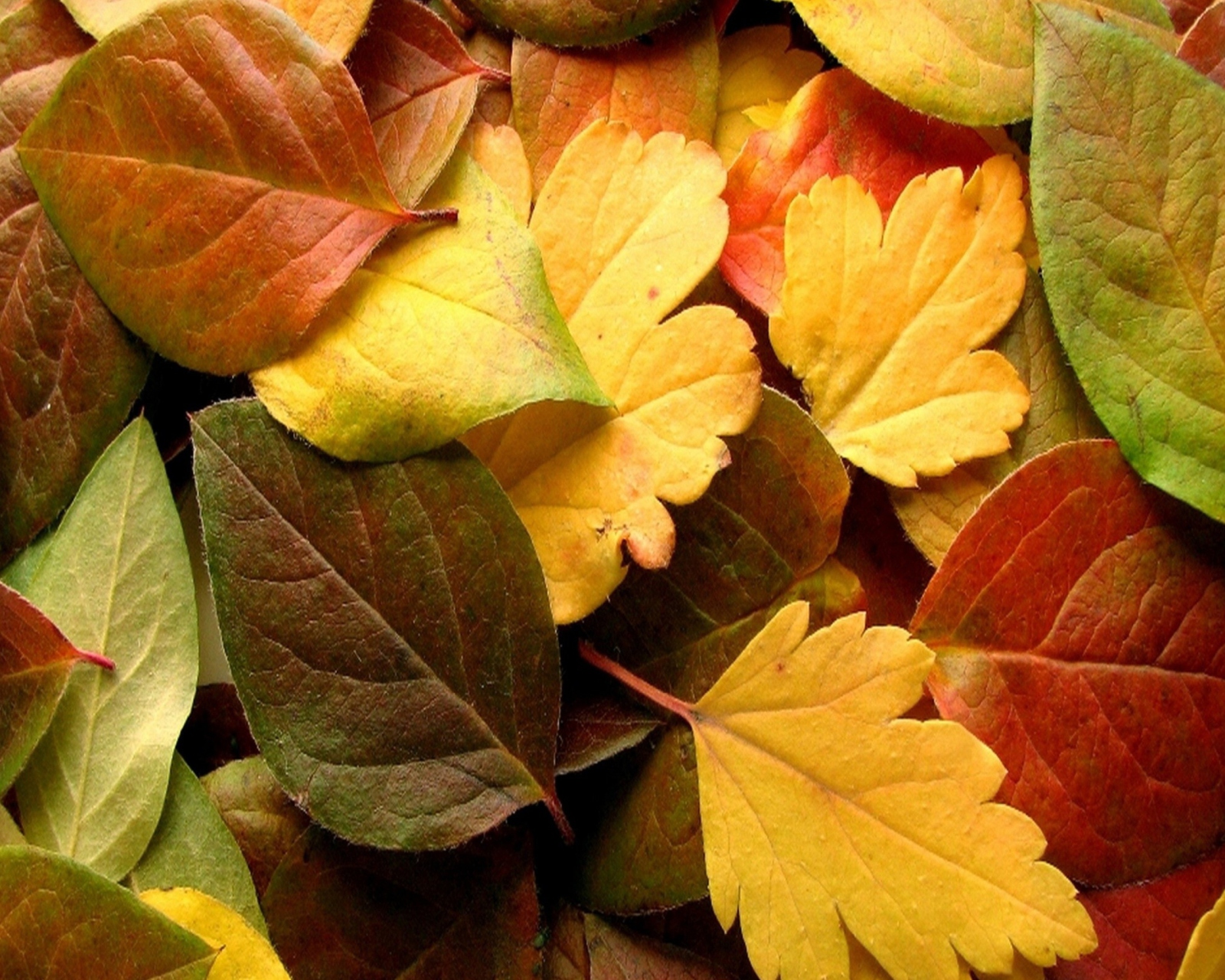 Dry Fall Leaves screenshot #1 1600x1280