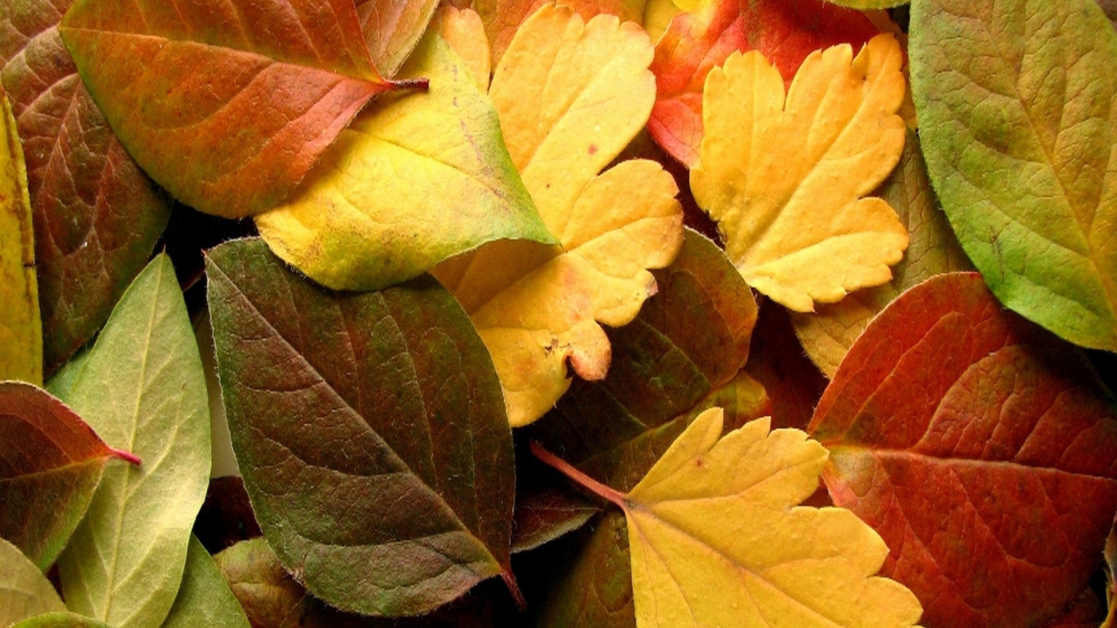 Обои Dry Fall Leaves 1600x900