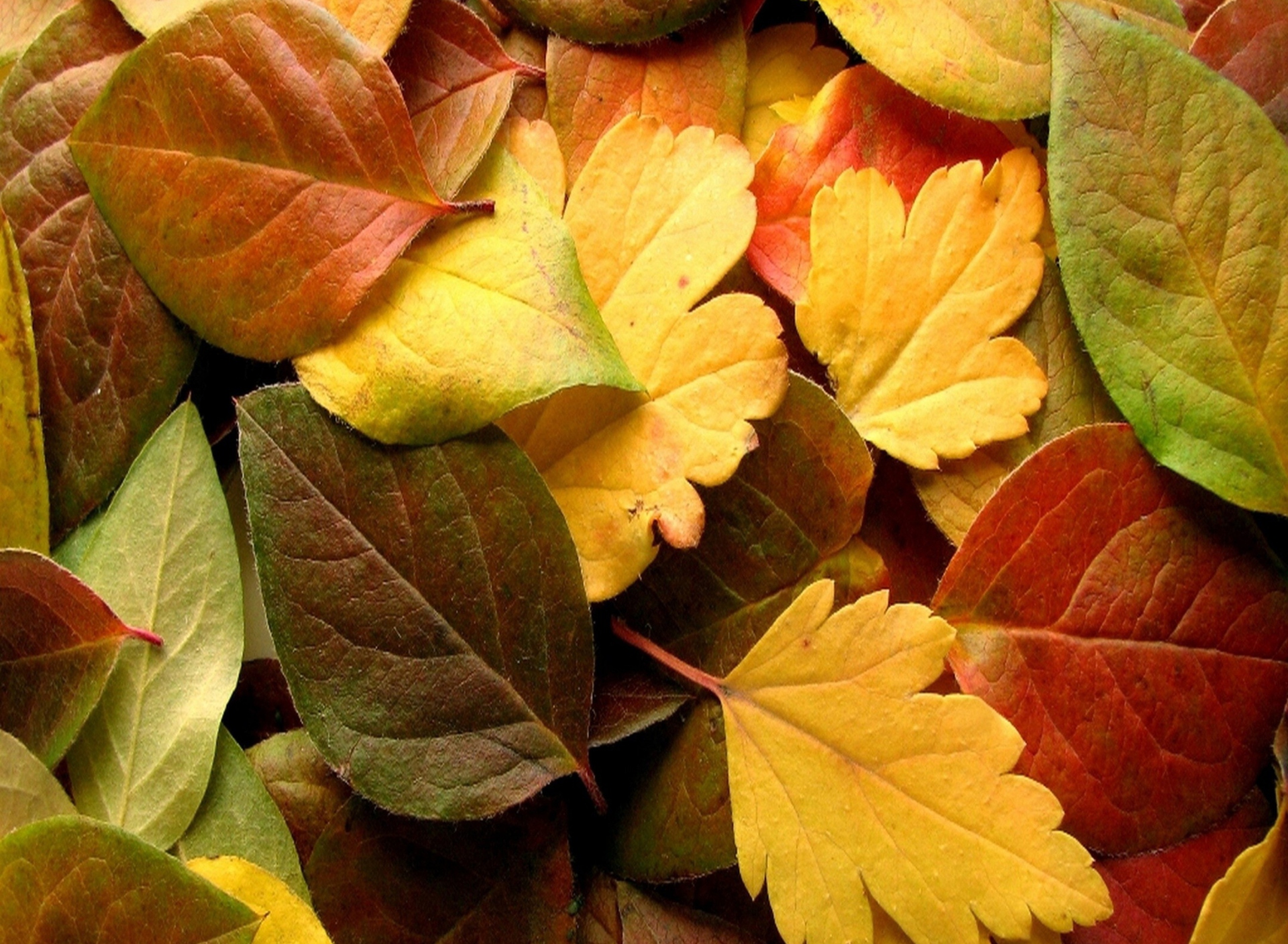 Screenshot №1 pro téma Dry Fall Leaves 1920x1408