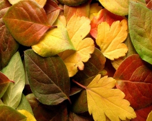 Fondo de pantalla Dry Fall Leaves 220x176