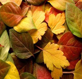 Dry Fall Leaves - Obrázkek zdarma pro 128x128