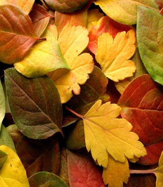 Dry Fall Leaves - Obrázkek zdarma pro Nokia C2-05