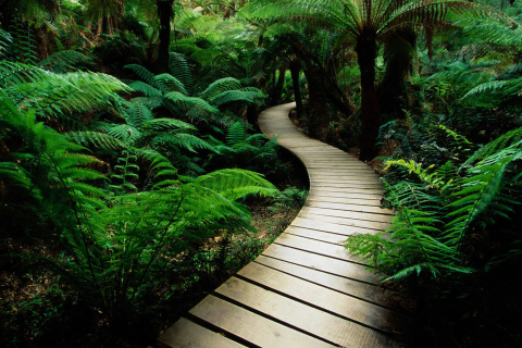 Fondo de pantalla Jungle Path 480x320